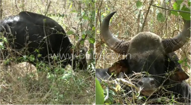 blg indian gaur