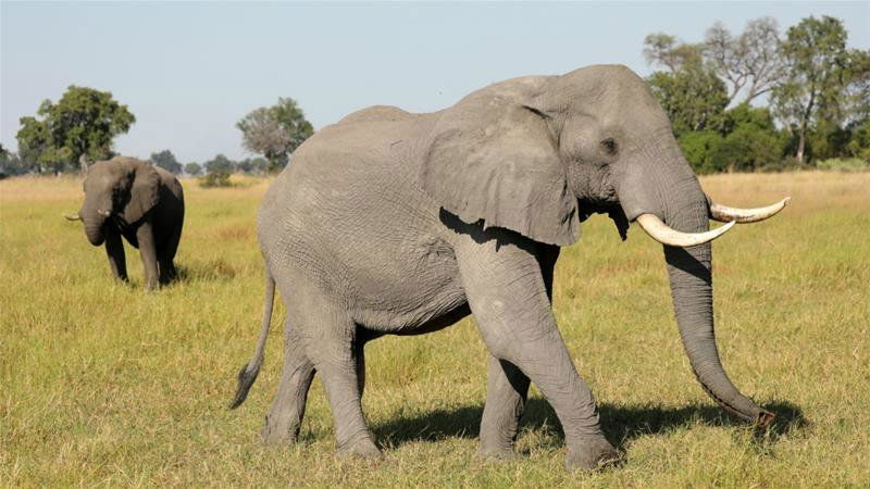 botswana elephant A