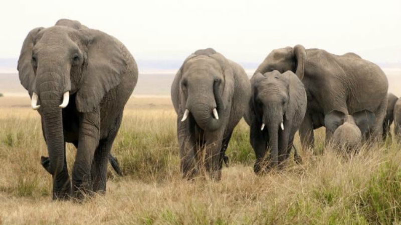 botswana elephant B