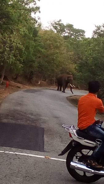 ckm elephant 1