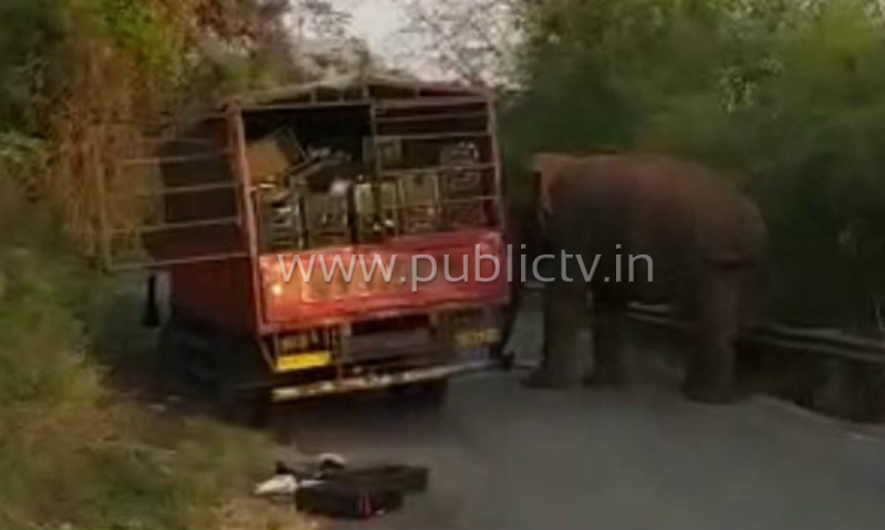 ckm elephant 2