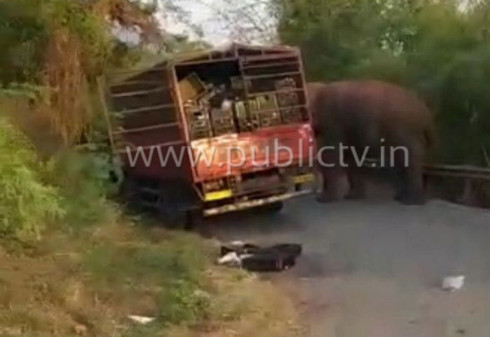 ckm elephant