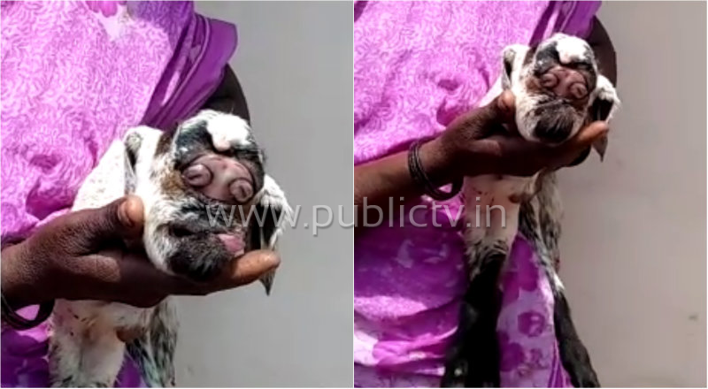 cng goat