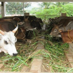 cow