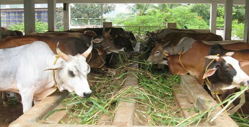 cow