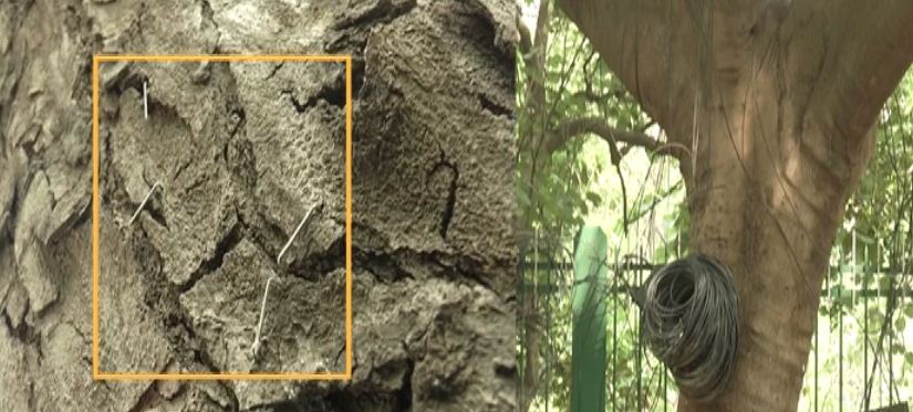 dangerous tree 1