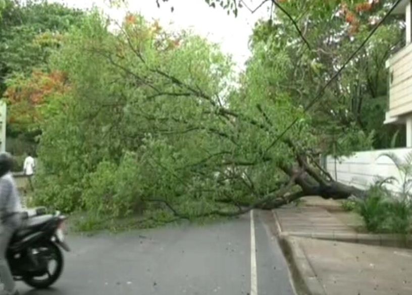 dangerous tree 2