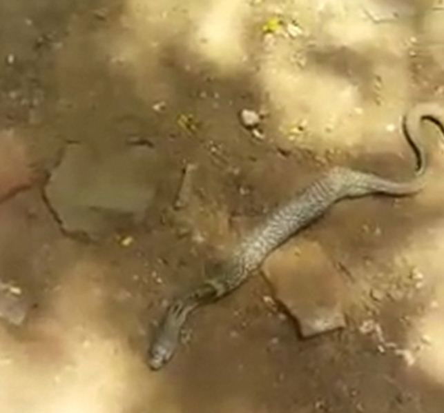 dvg snake 1