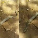 dvg snake collahe