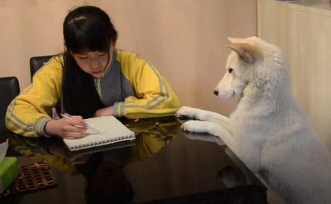 e6s38o44 china trained