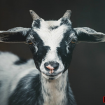 goat 1