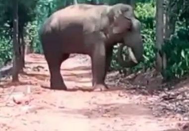 hsn elephant 2