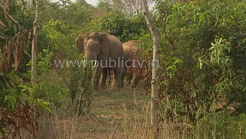 klr elephant stunt 1
