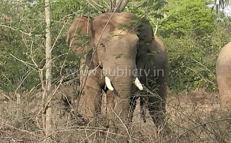 klr elephant stunt 2