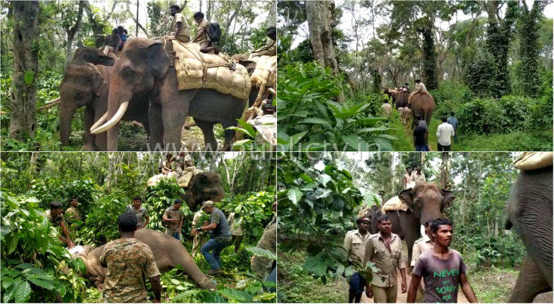 mdk elephant 1