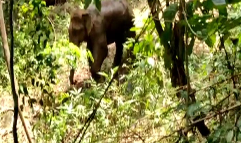 mng elephant 2