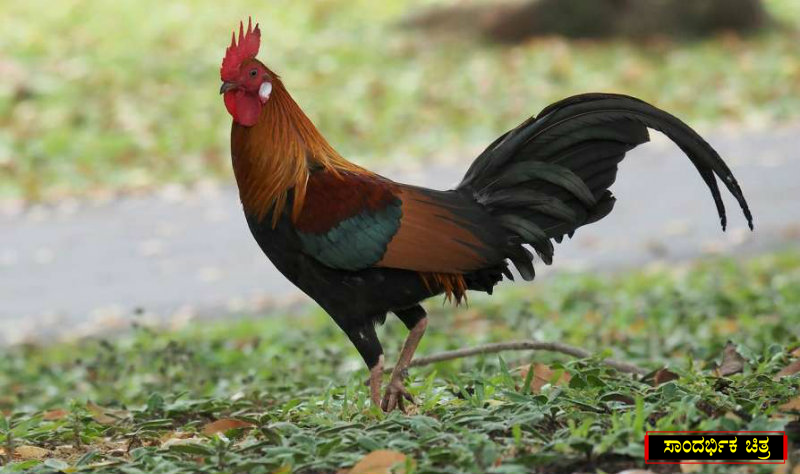 rooster 1