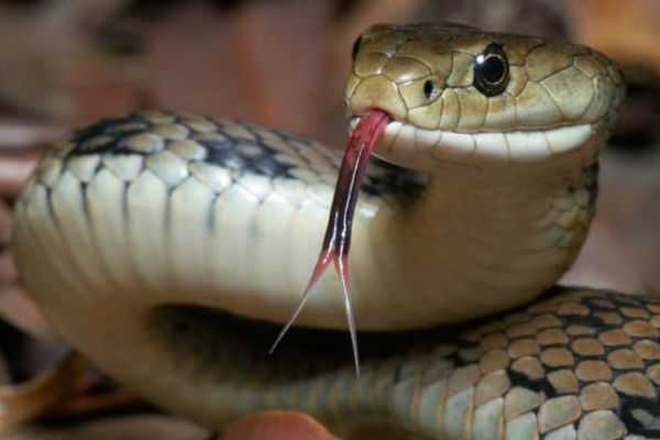 snake 1