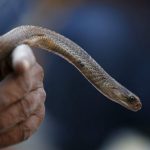 snake