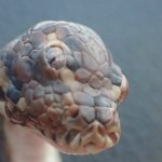 three eye snake 1