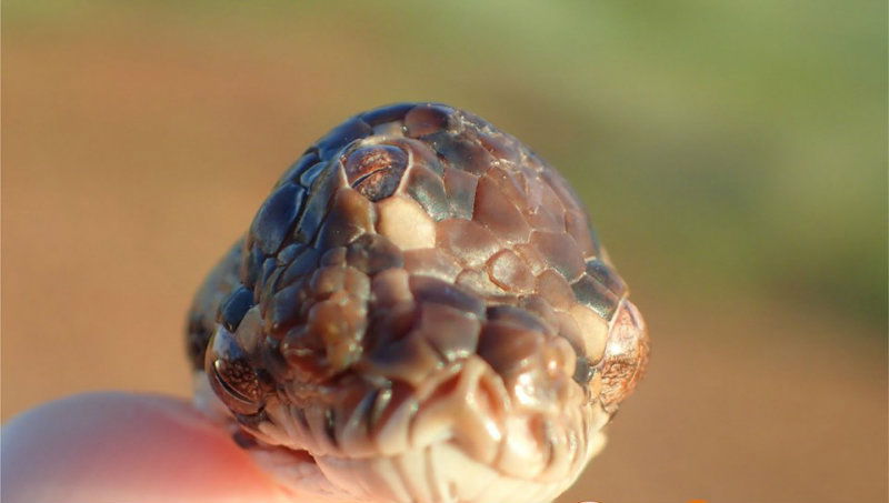 three eye snake 2