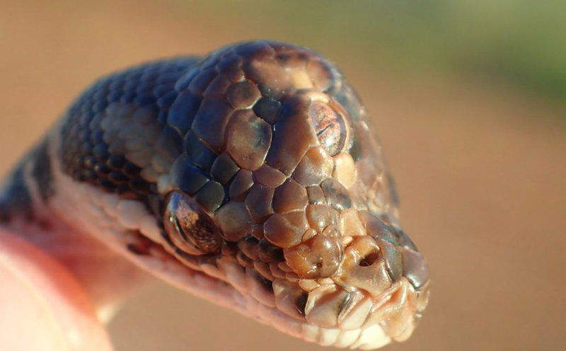 three eye snake