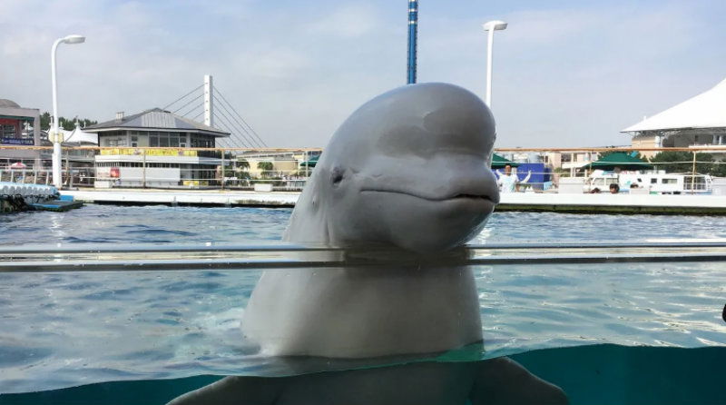 whale 3