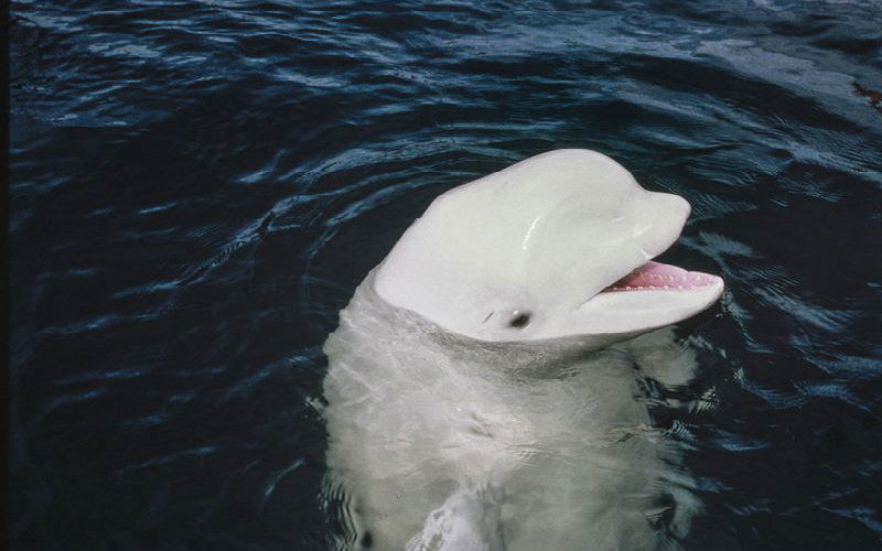 whale