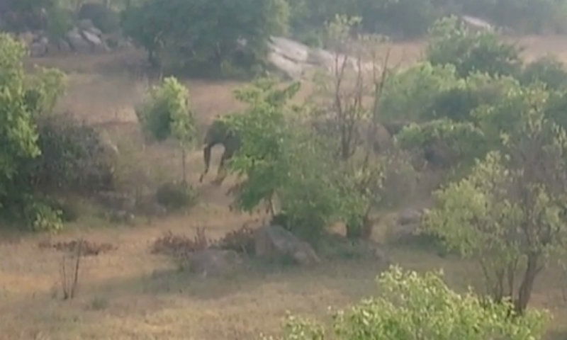 ANE Elephant