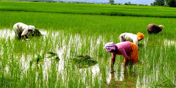 Agriculture 1