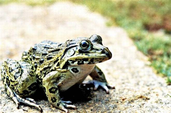 Frog 6