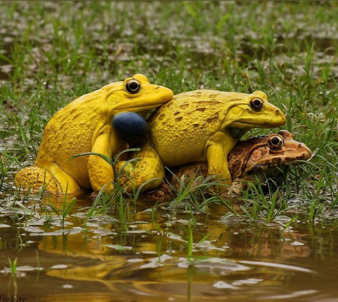 KWR BULL Frog A 3