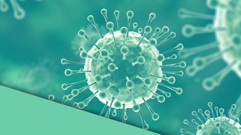 Nipah virus 1