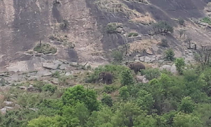 RMG 16 06 19 ELEPHANT 4