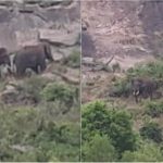 RMG ELEPHANT