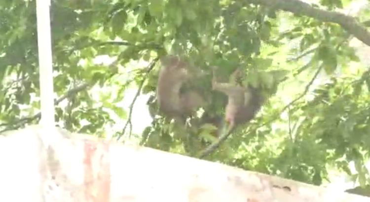 ckb monkey game 2
