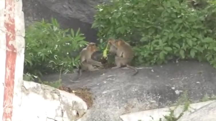 ckb monkey game