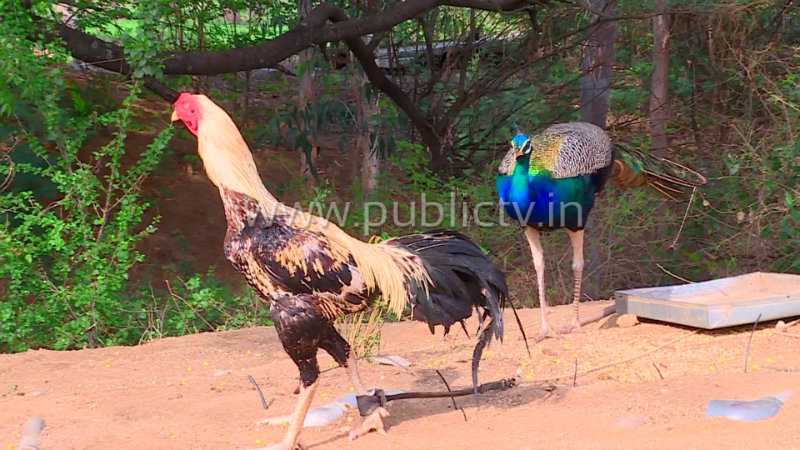 ckb navilu 3
