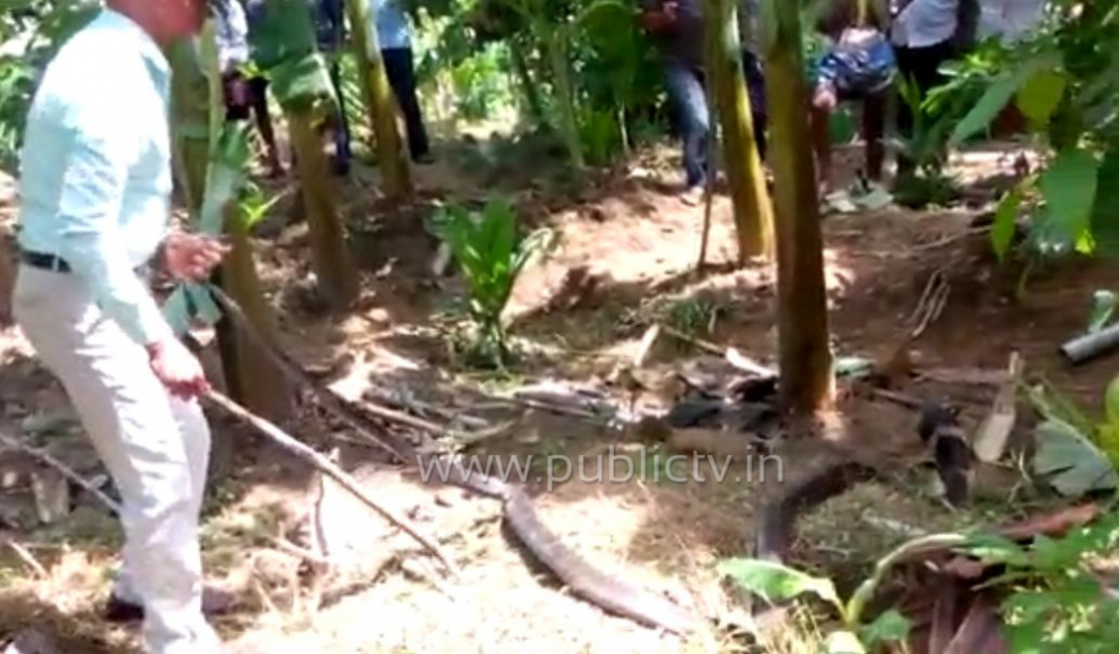 ckm kalinga sarpa copy