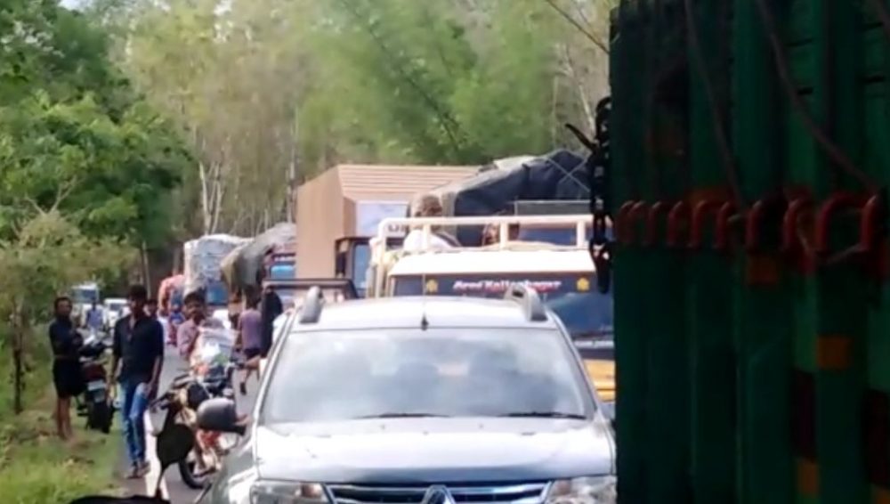 cng elephant 2