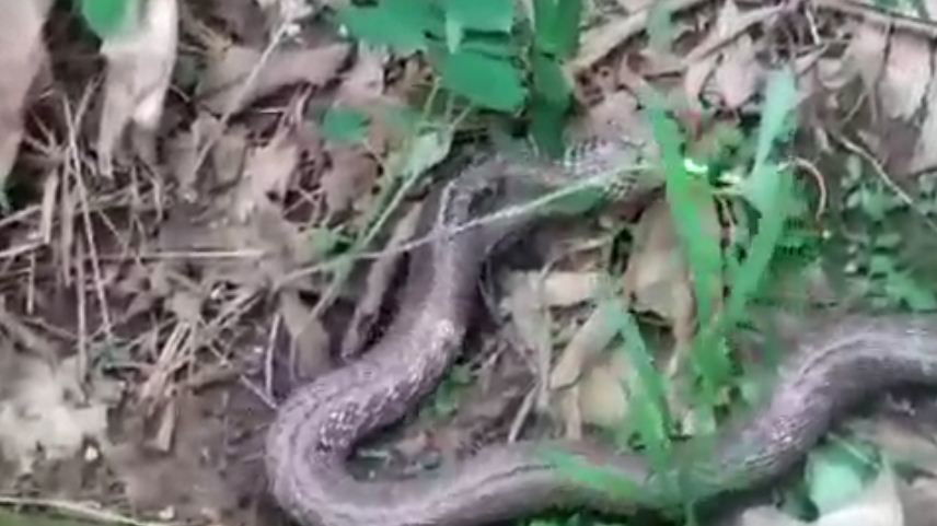 cng snake