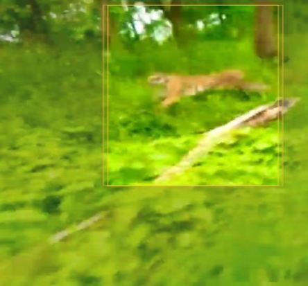 cng tiger attack 2