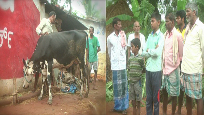 cow 1