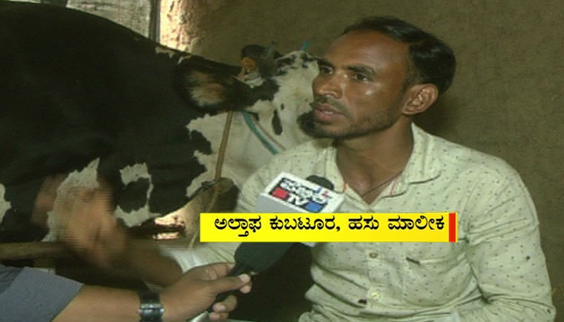 cow 2