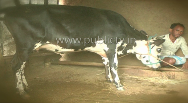 cow 6