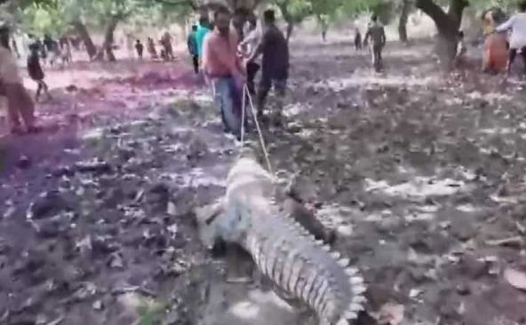 crocodile 1