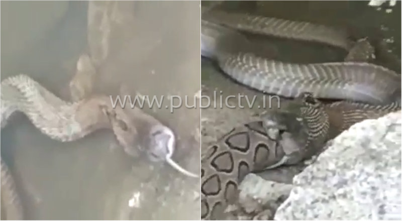 hsn snake