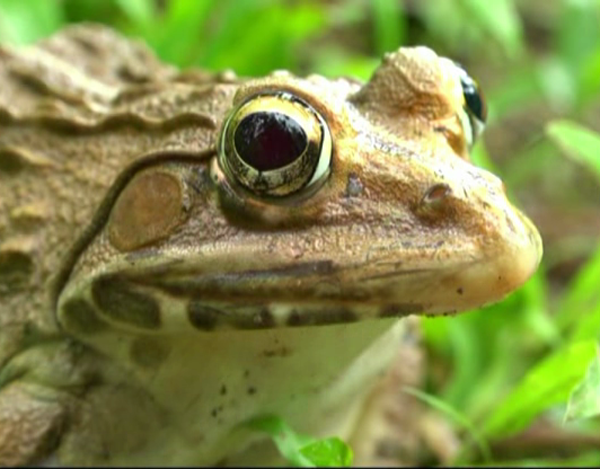 kwr bull frog 2