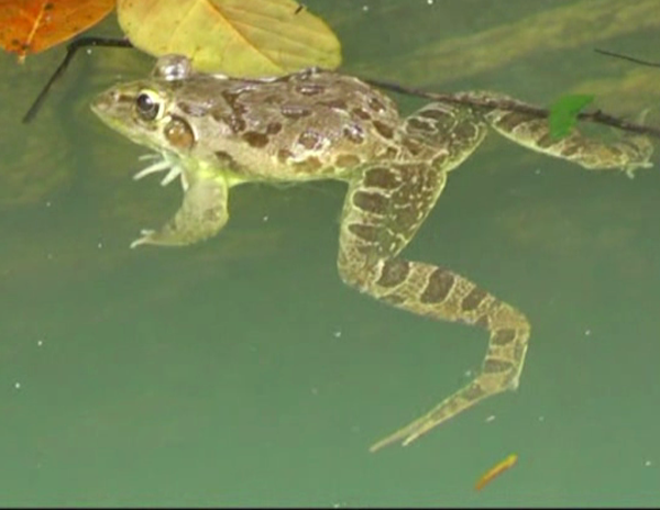 kwr bull frog 3