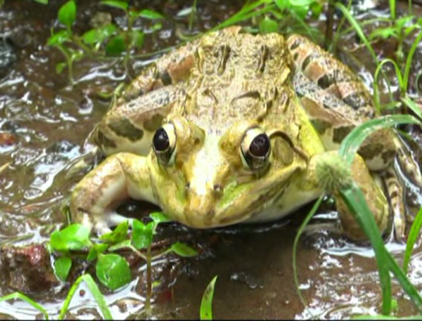 kwr bull frog 4